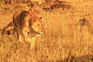 Maasai-Mara-Safari