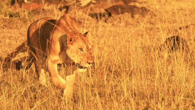 Maasai-Mara-Safari