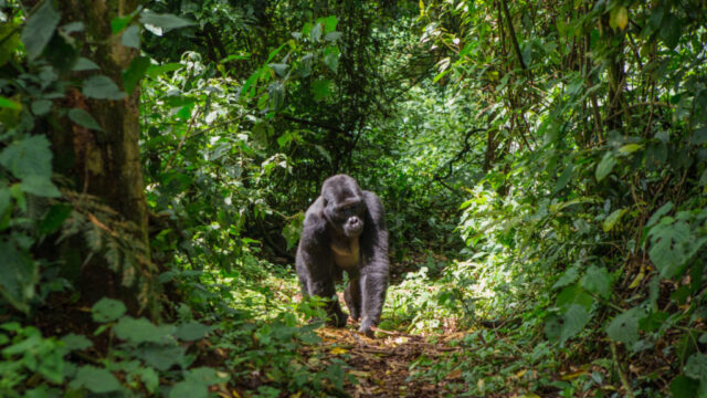 A gorilla is walking through a lush, green forest.