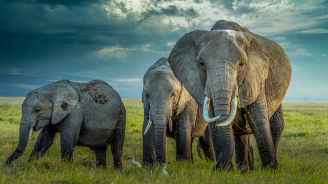 A group of elephants is standing on grassy plains with a cloudy sky. Ideal for east Africa safari tours.