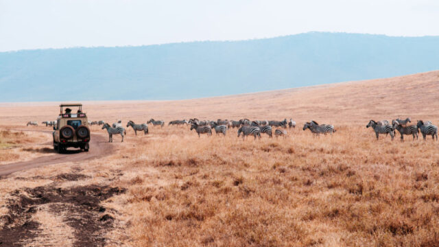 A group of zebras in a grassy landscape with a safari vehicle nearby. Could be related to east Africa safari tours.