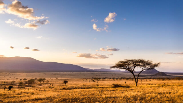 A serene savannah landscape at sunset with scattered acacia trees and distant hills, suitable for east africa safari tours.