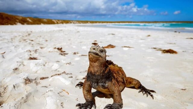 Galápagos Islands