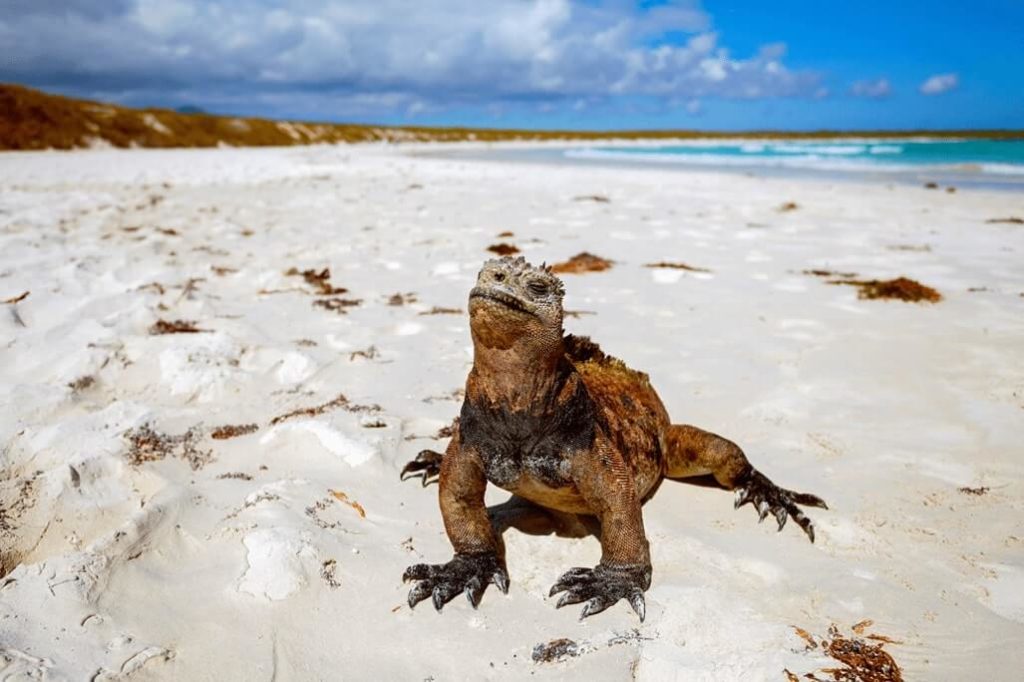 eco tourism in galapagos