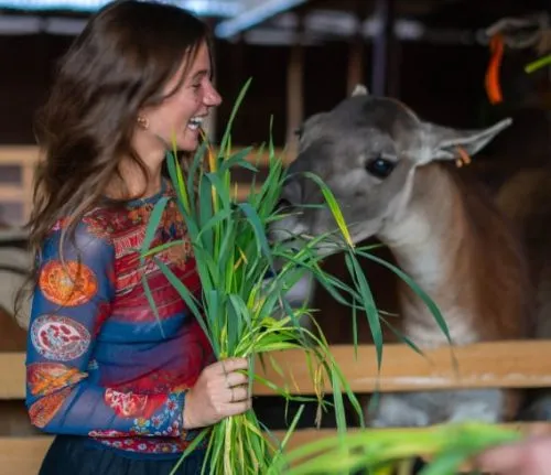 miling woman feeding long green grass to an animal at an indoor animal enclosure or sanctuary.